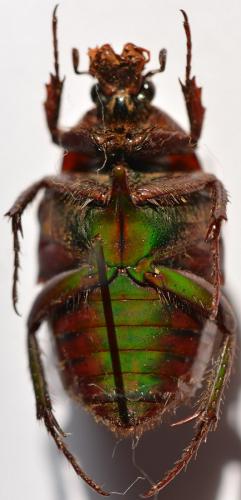Réf. 255 296 : Coptomia quadrimaculata